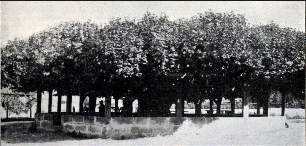 Igdrasil Tree from a 1911 German Text via Flickr