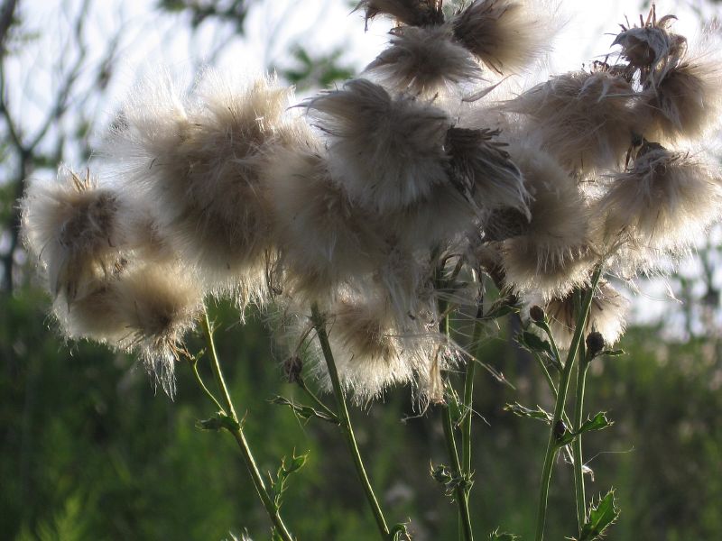 Thistledown by Gary J Wood (Flickr)