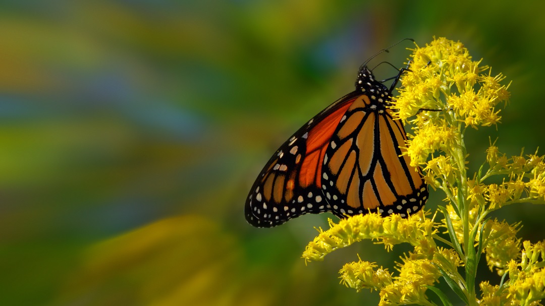 Monarch Butterfly - John Britt https://www.flickr.com/photos/coloneljohnbritt/