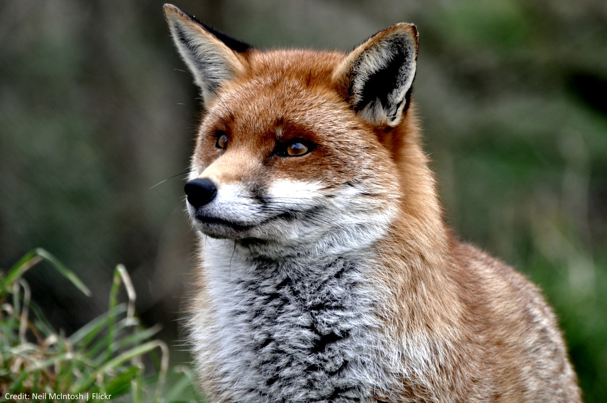 Photo of a fox by Neil McIntosh http://kbros.co/2bYq3Ta